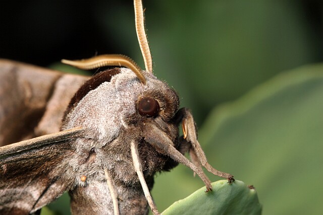 Nastrosz półpawik [Smerinthus ocellata]