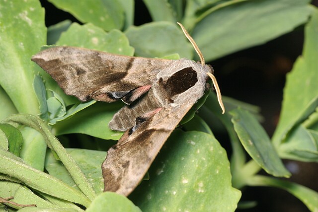 Nastrosz półpawik [Smerinthus ocellata]