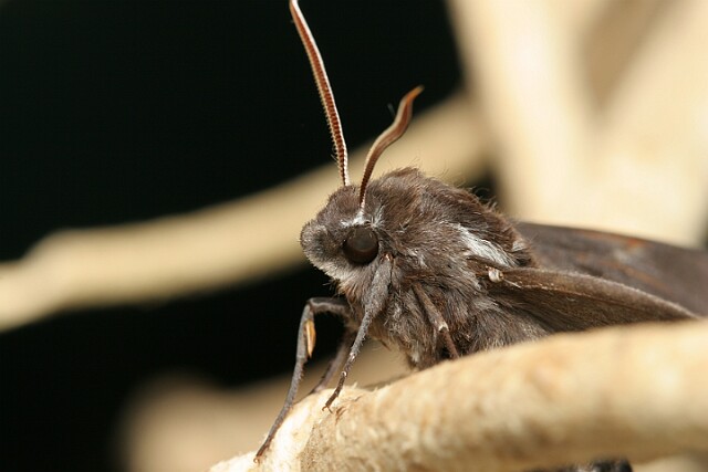 Zawisak borowiec [Sphinx pinastri]