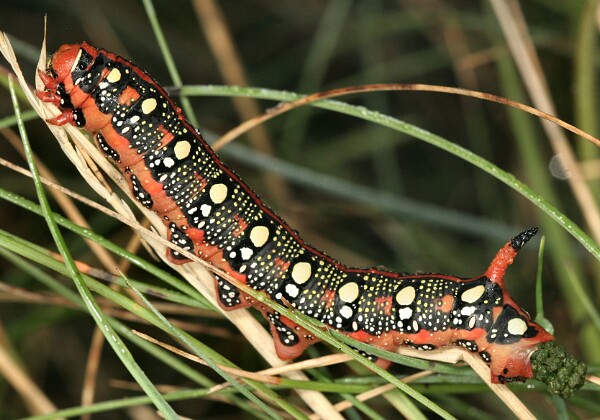 Zmrocznik wilczomleczek Zmrocznik wilczomleczek [Hyles euphorbiae]