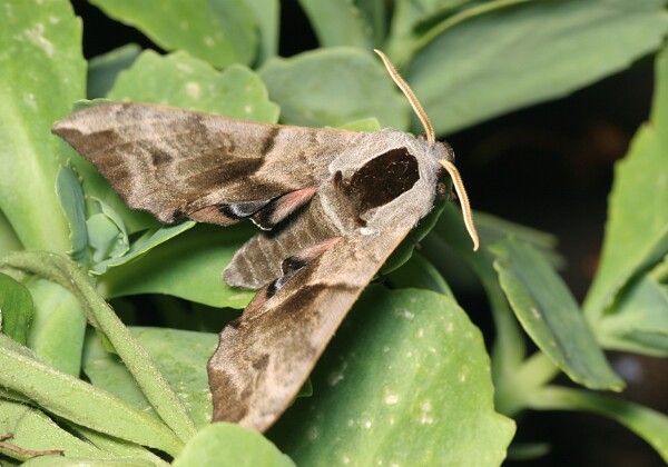 Nastrosz półpawik Nastrosz półpawik [Smerinthus ocellata]