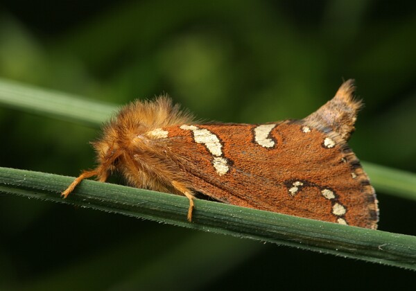 Hepialidae - Krótkowąsy Hepialidae - Krótkowąsy
