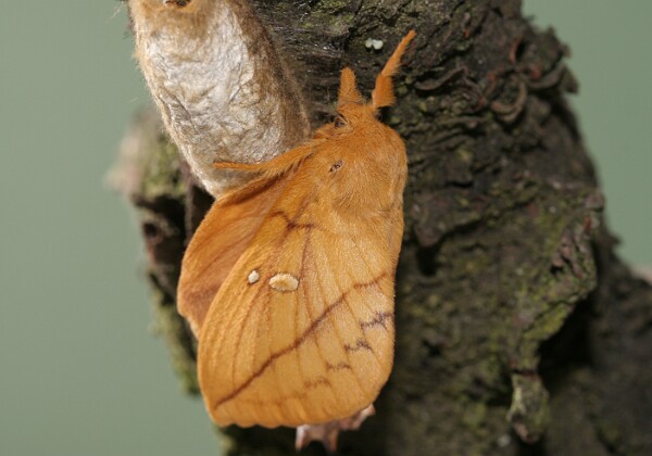 Lasiocampidae - Barczatki Lasiocampidae - Barczatki