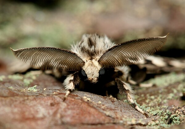 Lymantriidae - Brudnice Lymantriidae - Brudnice