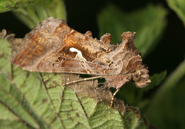 Noctuidae - Sówki Noctuidae - Sówki