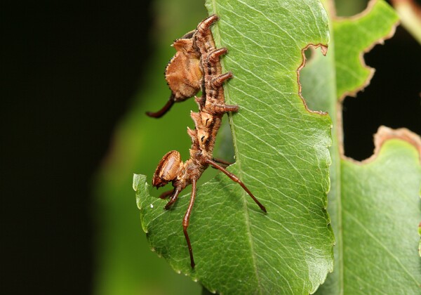 Notodontidae - Garbatki Notodontidae - Garbatki