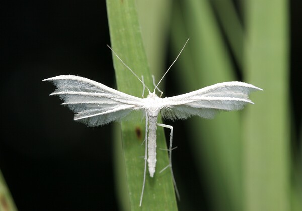 Pterophoridae - Piórolotki Pterophoridae - Piórolotki