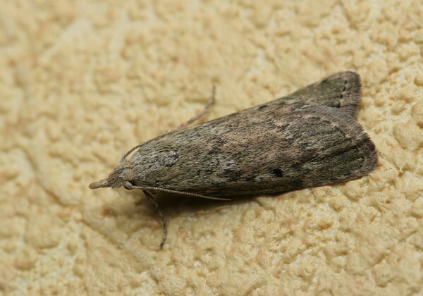 Pyralidae - Omacnice Pyralidae - Omacnice
