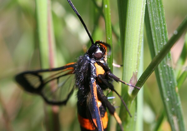 Sesiidae - Przezierniki Sesiidae - Przezierniki