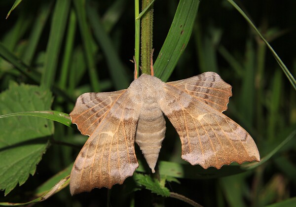 Sphingidae - Zawisaki Sphingidae - Zawisaki