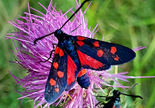 Zygaenidae - Kraśniki Zygaenidae - Kraśniki