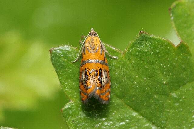Olethreutes arcuella
