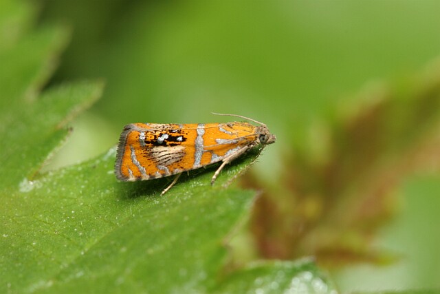 Olethreutes arcuella
