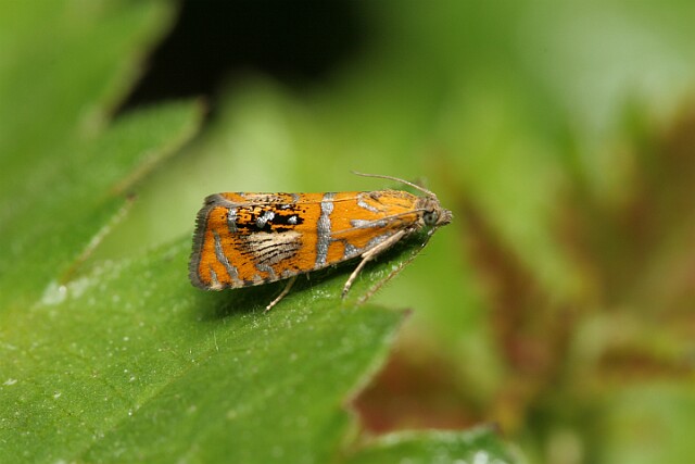 Olethreutes arcuella