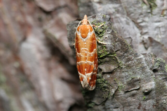 Zwójka sosnóweczka [Rhyacionia buoliana]