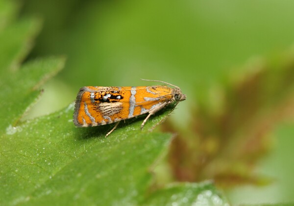 Olethreutes arcuella Olethreutes arcuella