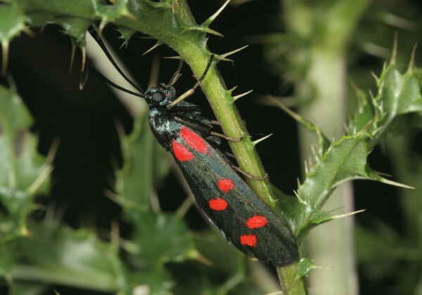 Kraśnik sześcioplamek Kraśnik sześcioplamek [Zygaena filipendulae]
