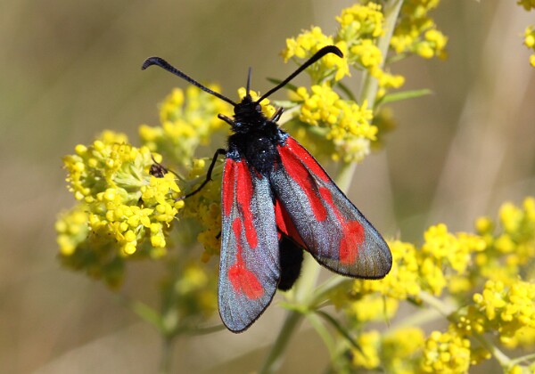 Kraśnik purpuraczek Zygaena purpuralis (Brünnich, 1763)