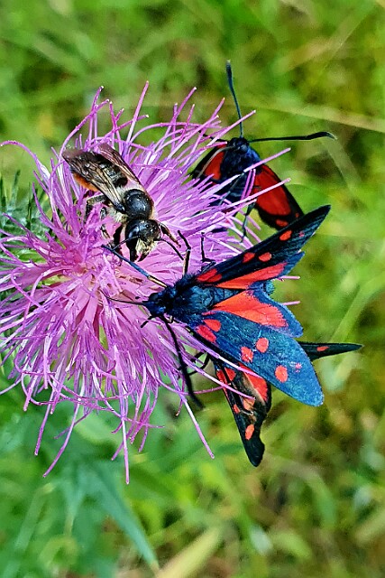 Kraśnik goryszowiec [Zygaena ephialtes]