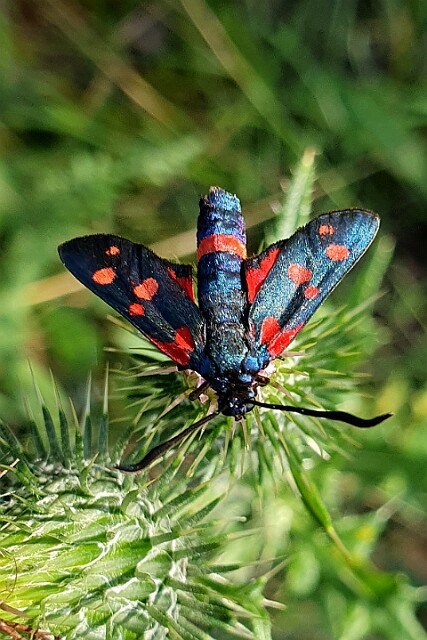 Kraśnik goryszowiec [Zygaena ephialtes]