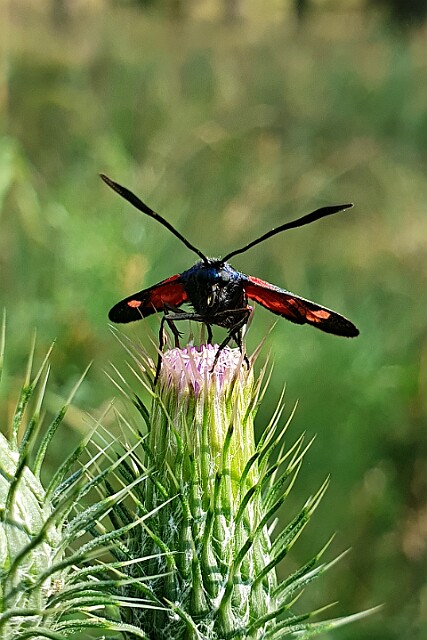 Kraśnik goryszowiec [Zygaena ephialtes]