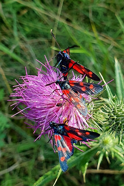Kraśnik goryszowiec [Zygaena ephialtes]