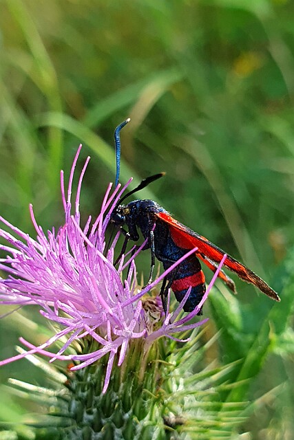 Kraśnik goryszowiec [Zygaena ephialtes]