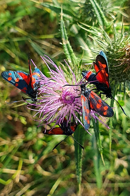 Kraśnik goryszowiec [Zygaena ephialtes]