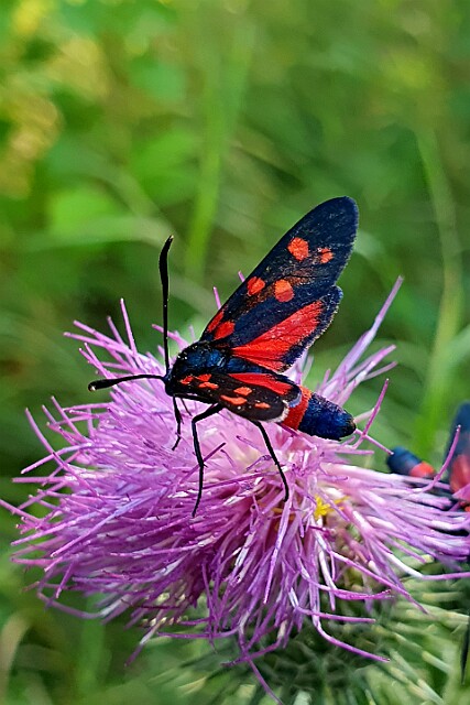 Kraśnik goryszowiec [Zygaena ephialtes]