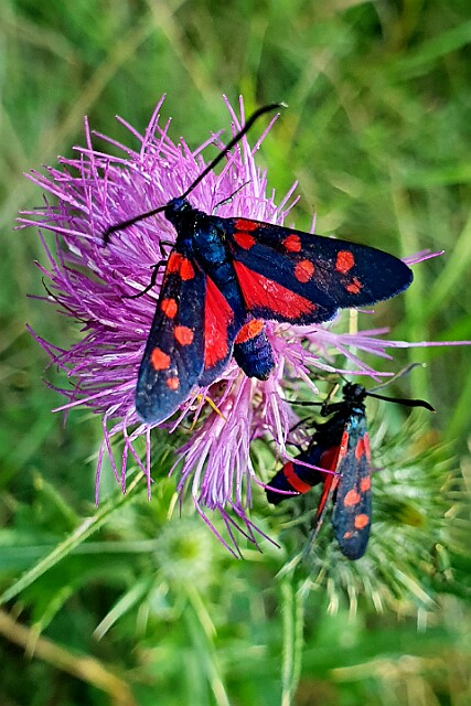 Kraśnik goryszowiec [Zygaena ephialtes]