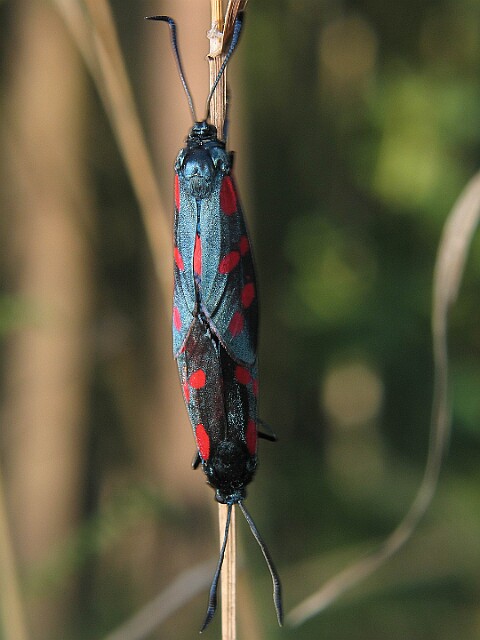 Kraśnik sześcioplamek [Zygaena filipendulae]