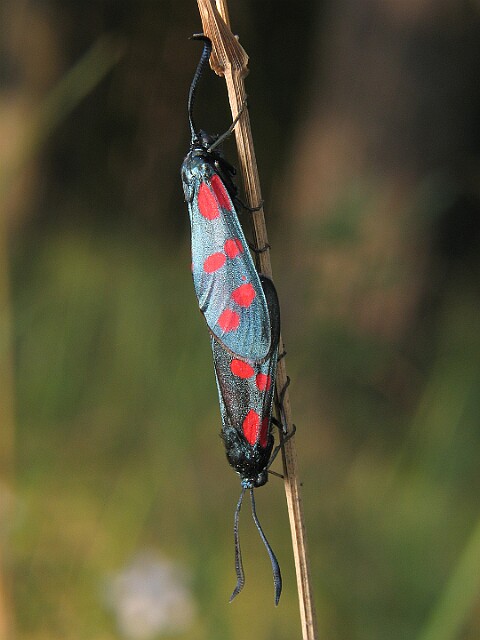 Kraśnik sześcioplamek [Zygaena filipendulae]