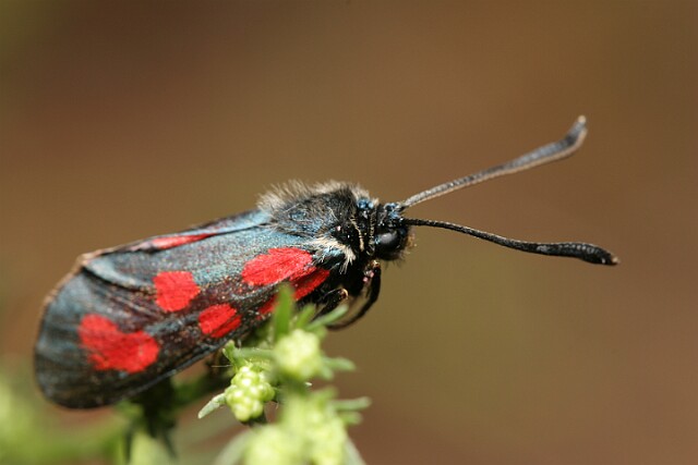 Kraśnik pięcioplamek Zygaena trifolii