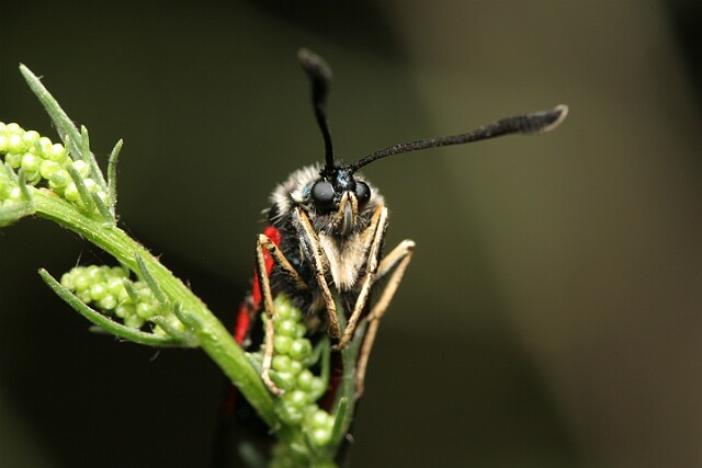 Kraśnik pięcioplamek Zygaena trifolii