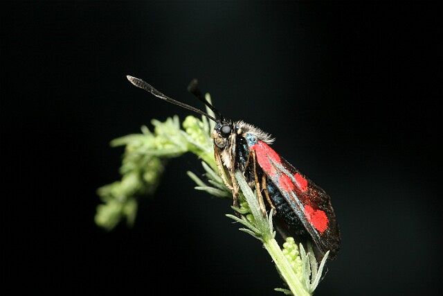 Kraśnik pięcioplamek Zygaena trifolii
