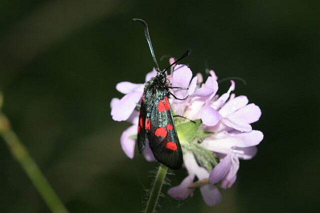 Kraśnik pięcioplamek Zygaena trifolii