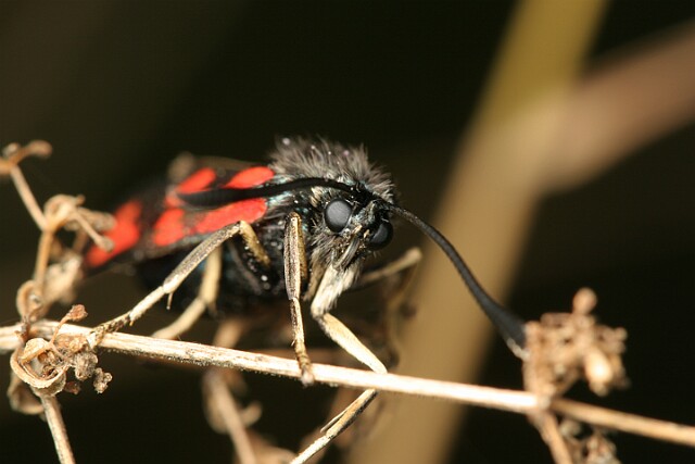 Kraśnik pięcioplamek Zygaena trifolii