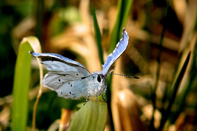 Celastrina argiolus Modraszek wieszczek - moja Motylarnia