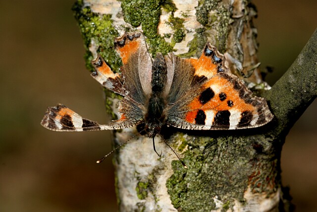 Aglais urticae Rusałka pokrzynik - trochę ''zlatany'' albo dziobnięty przez ptaka.
