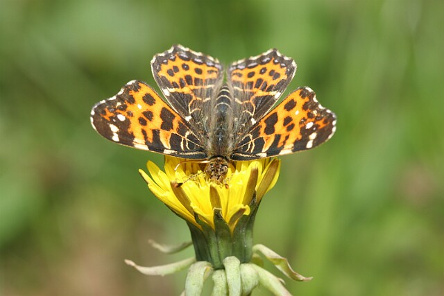 Araschnia levana