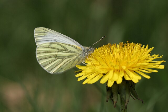 Pieris napi