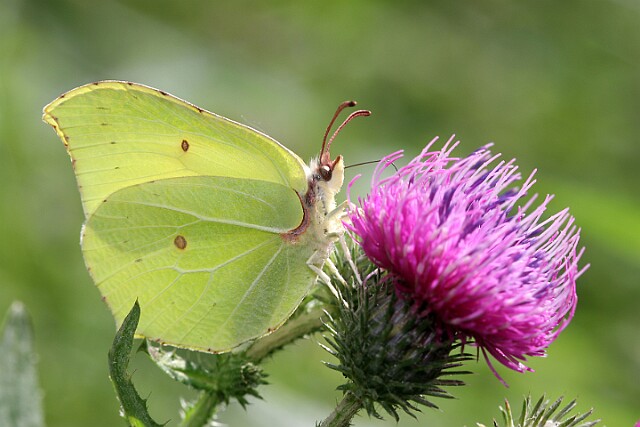 Gonepteryx rhamni Latolistek cytrynek