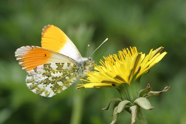 Zorzynek rzeżuchowiec Anthocharis cardamines
