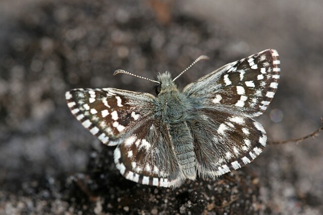 Powszelatek malwowiec