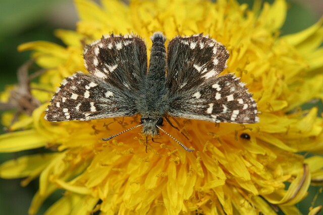 Powszelatek malwowiec