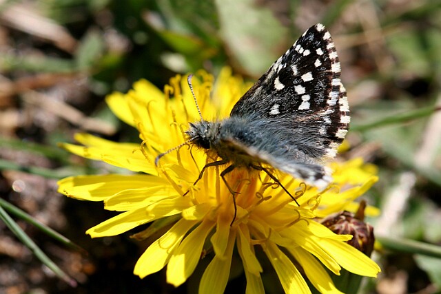Powszelatek malwowiec