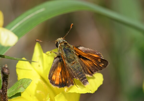 Karłątek klinek Karłątek klinek [Hesperia comma]