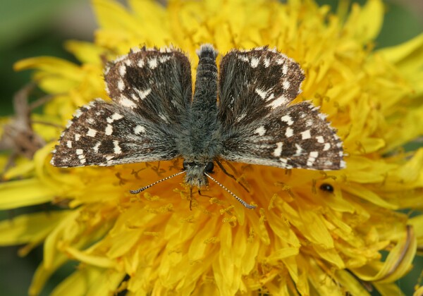 Powszelatek malwowiec Powszelatek malwowiec [Pyrgus malvae]