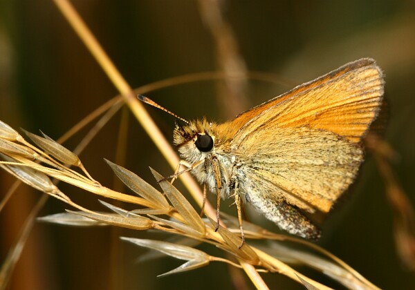 Karłątek ryska Karłątek ryska [Thymelicus lineola]
