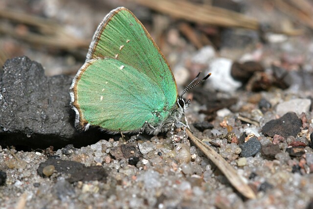 Zieleńczyk ostrężyniec